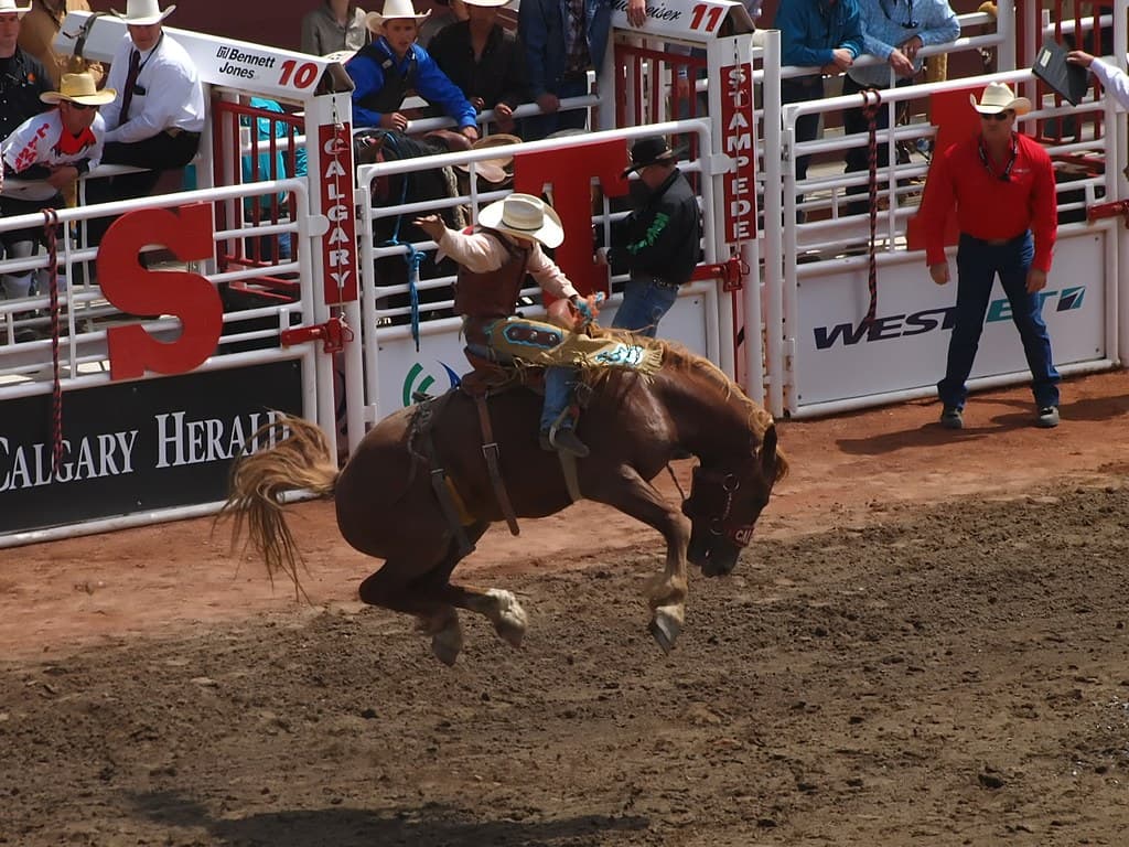 A cowboy rides a bucking horse in the saddle bronc event in front of the chutes at the Calgary Stampede