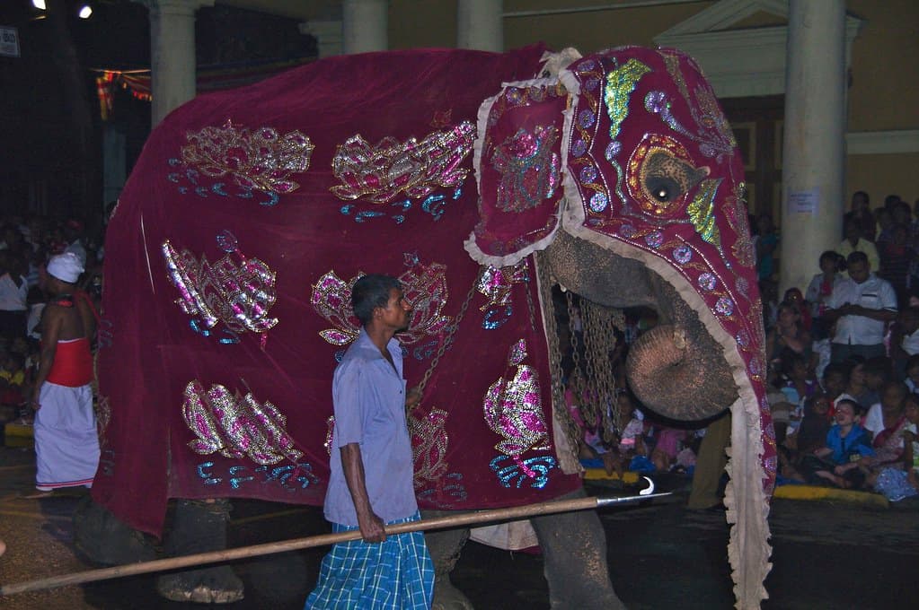 An elephant in an embroidered red and gold caparison walks through the Esala Perahera in Kandy at night, past crowds lining the street