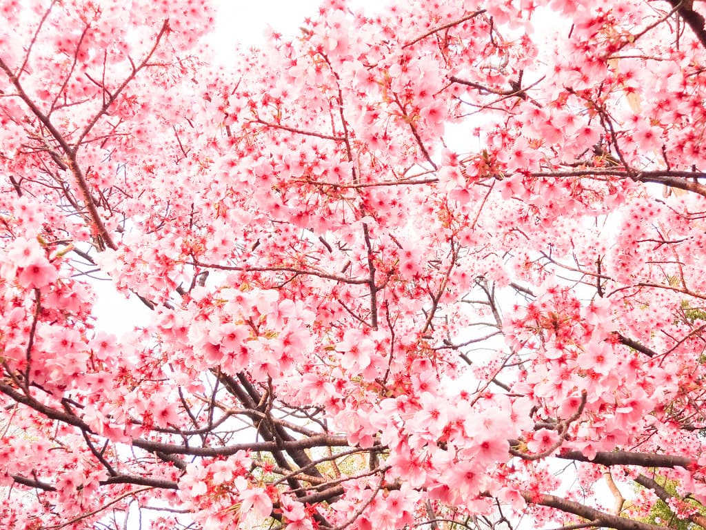 Pink cherry blossoms in full bloom during hanami season