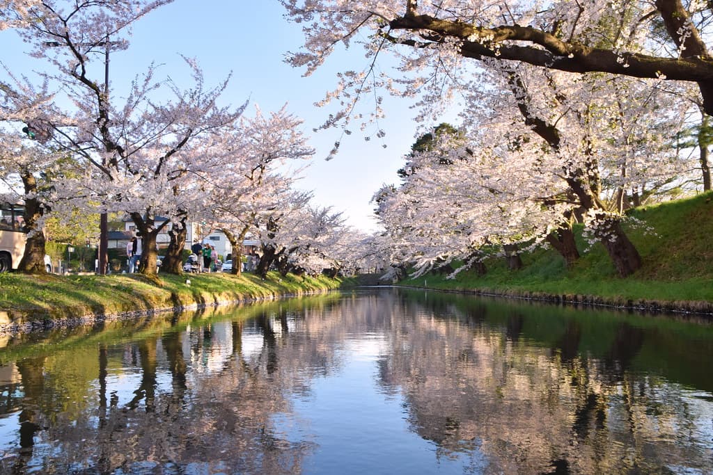 Cherry trees in full bloom line a castle moat in Hirosaki Park, reflected in the still water