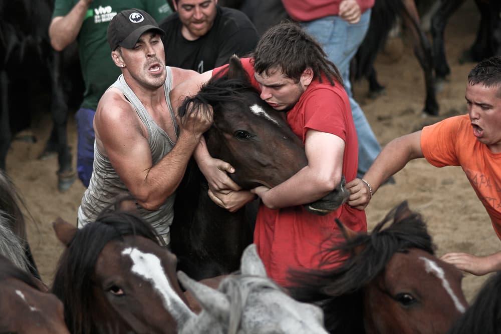 Several men grapple with a frightened horse in a dense herd inside the curro of Sabucedo during the Rapa das Bestas
