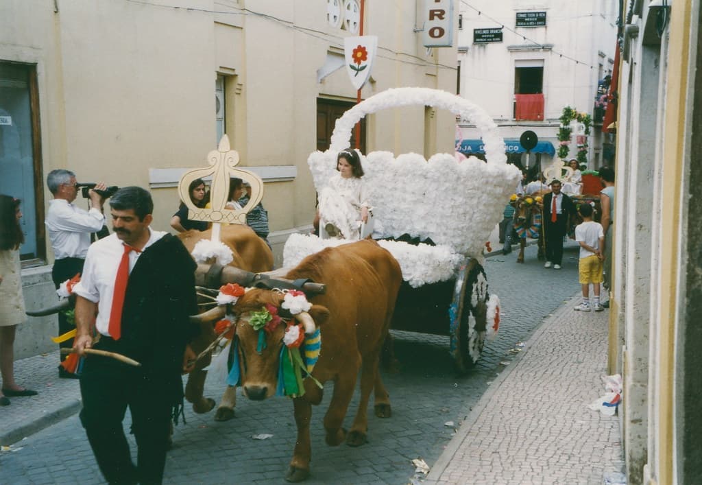 A man in a white shirt and red sash leads a pair of decorated oxen pulling a cart topped with white flowers through a narrow street in Tomar