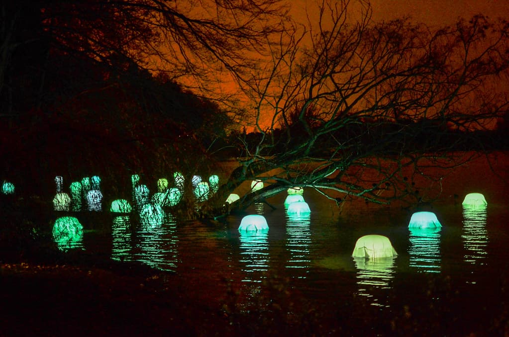 Glowing green light orbs floating on water beneath bare trees