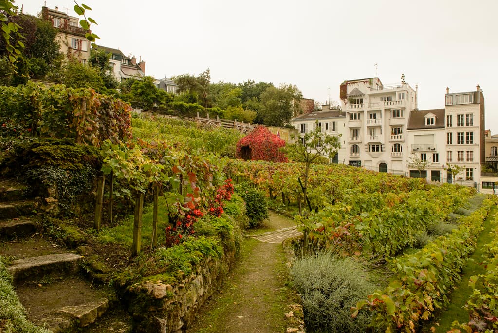 Rows of vines on the terraced slope of the Clos Montmartre vineyard, with Paris apartment buildings behind
