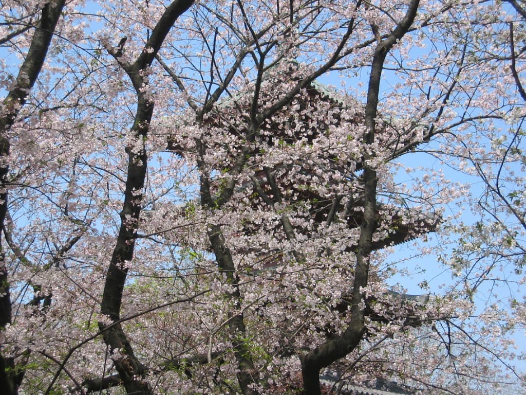 Cherry blossoms in full bloom in front of the tiered roof of a temple pagoda