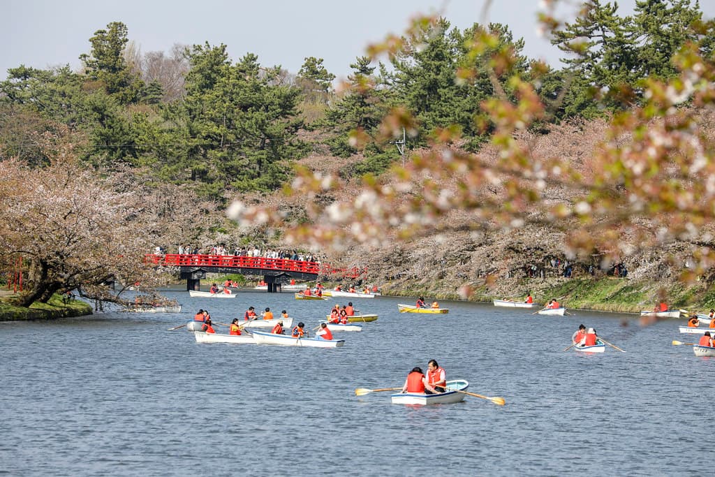 Rowing boats on a castle moat in Hirosaki Park, with a red bridge and cherry trees in bloom behind