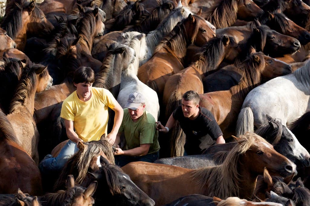 A crowd of horses packs the curro as men in the herd work to hold them during the Rapa das Bestas in Sabucedo